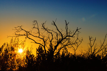 Fototapeta premium Sunset with bush silhouette and lens flares