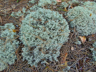 White reindeer moss Iceland lichen photo. Reindeer Lichen (Cladina stellaris) nature white moss siberia abstract background. White reindeer moss natural mountain iceland lichen closeup. Northern plant