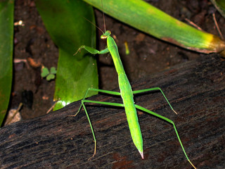 beetle on the trunk of a tree, beetle-mantis