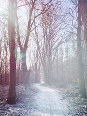 waldweg im winter