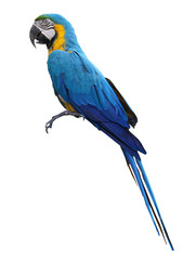 Naklejka premium Macaws bird isolated on white background with clipping path.