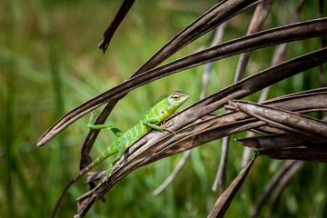 Green lizard relaxed on a grass. Beautiful closeup animal reptile in the nature wildlife habitat,...