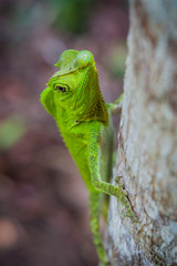 Green lizard on a tree. Beautiful closeup animal reptile in the nature wildlife habitat, Sinharaja, Sri Lanka