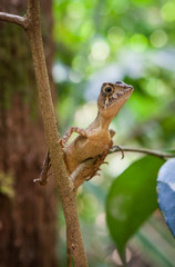 Small lizard on a tree. Beautiful closeup animal reptile eye in the nature wildlife habitat, Sinharaja, Sri Lanka