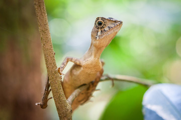Green lizard on a tree. Beautiful closeup animal reptile lizard eye in the nature wildlife habitat, Sinharaja rain forest, Sri Lanka.