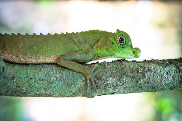 Green lizard on a tree. Beautiful closeup animal reptile in the nature wildlife habitat, Sinharaja,...