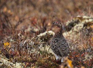 Schneehuhn, ptarmigan