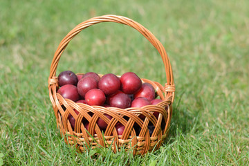 a basket of plums on grass