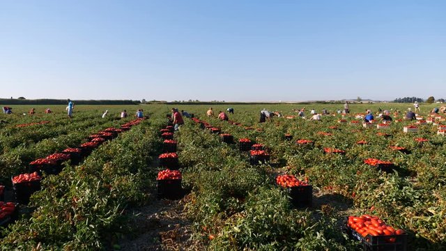  farmers picking tomatoes in south italy- Rossano, Calabria, Italy
