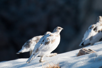 Schneehuhn