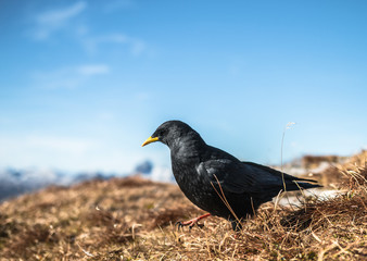 Alpendohle Pyrrhocorax graculus