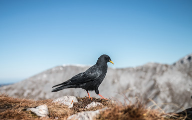 Alpendohle Pyrrhocorax graculus