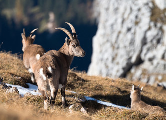 Steinbock Steinwild