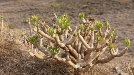 Euphorbia balsamifera ou Tabaiba dulce à Lanzarotte