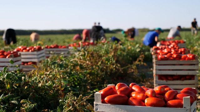 South of Italy: picking tomatoes in Calabria: farmers harvest ripe tomatoes