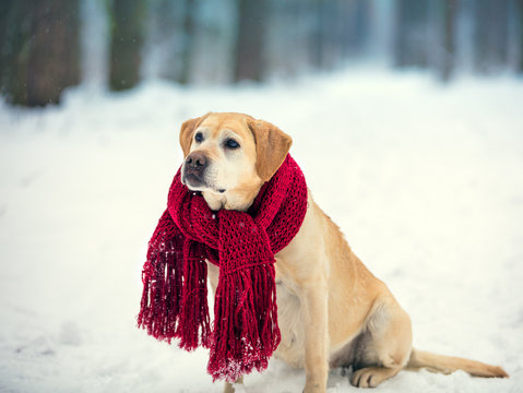 Dog Labrador retriever wearing knitted red scarf sitting outdoors in winter snow forest
