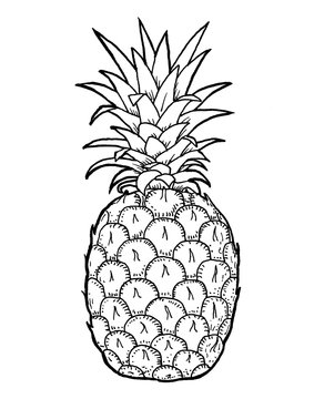 recommend clip art: Pineapple fruit and leafs hand draw illustration