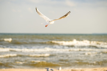 Fototapeta na wymiar black headed gull flying deep over the Baltic sea