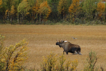 Elch Moose