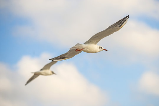 black headed gull flying deep over the Baltic sea