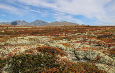 Tundra Taiga Fj&auml;ll