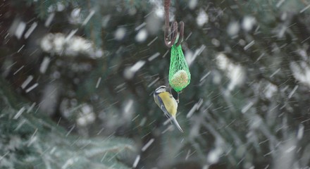 tit in snow