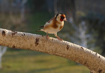 goldfinch in morning sun