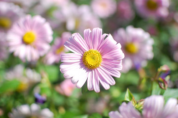 close up of light pink flower with yellow core on green blurred background. Spring concept.  Women's Day. Mother's day.