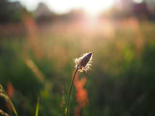 Sommerfeld Macro