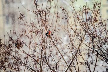 A bullfinch is sitting on a tree branch during a snowfall.
