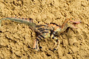 Velociraptor on sand concept of historical animal excavating