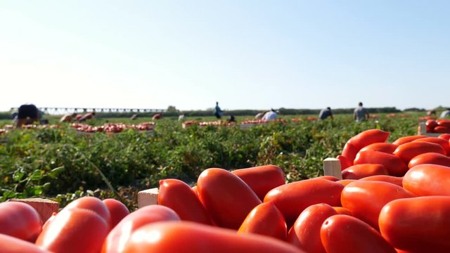 Harvesting tomatoes in summer in south of  Italy: peasants work in the fields