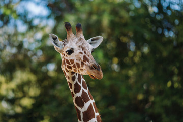 One giraffe on green background looking at the camera
