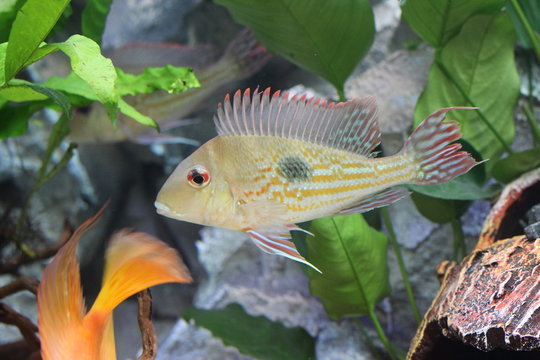 Yellow Fire Mouth in fishtank (Thorichthys pasiones). Aquarium fish firemouth.