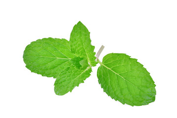 Naklejka na ściany i meble fresh mint leaf isolated on white background