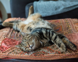 Chat - Cat