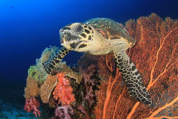 Rideaux velours Tortue Hawksbill Sea Turtle and coral reef underwater
