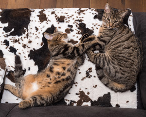 Chats - Cats