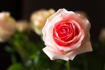 Pink rose isolated on black background for valentines day