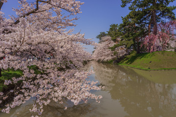 Obraz na płótnie Canvas 春の弘前城の風景