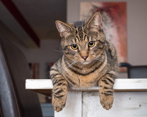 Chat  -Cat
