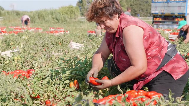 expert mature woman profile harvesting tomatos in the field- Rossano, Italy