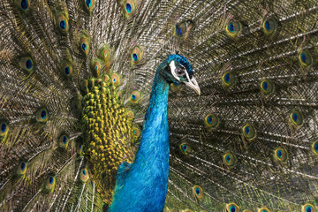 Fototapeta na wymiar Beautiful peacock. Closeup image