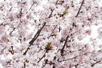 Japanese sakura or cherry blossom in spring. Soft, gentle, pink, flower background.