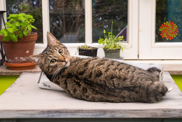 Chat - Cat