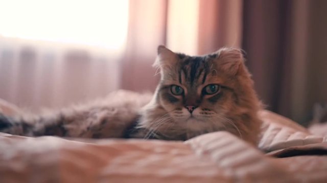A beautiful fluffy cat lies on the bed, against the window. HD, 1920x1080, slow motion.