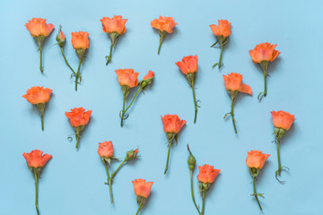 Gentle orange roses arranged on blue background. Top view. Floral pattern.