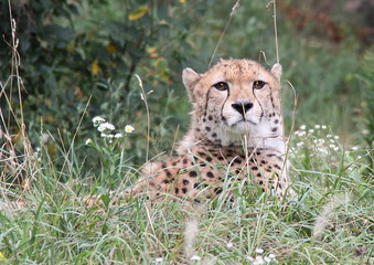 im Gras liegender Leopard