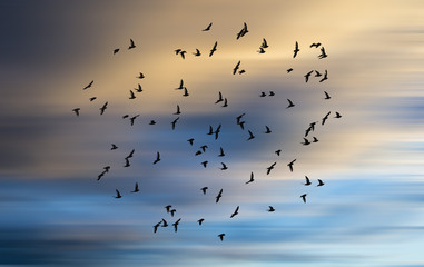 Silhouette of birds flying into the sunset clouds
