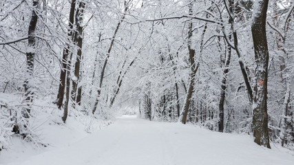 Forest winter scene panorama